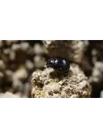 Tip Top Bio-Control Delphastus catalinae - Whitefly Control