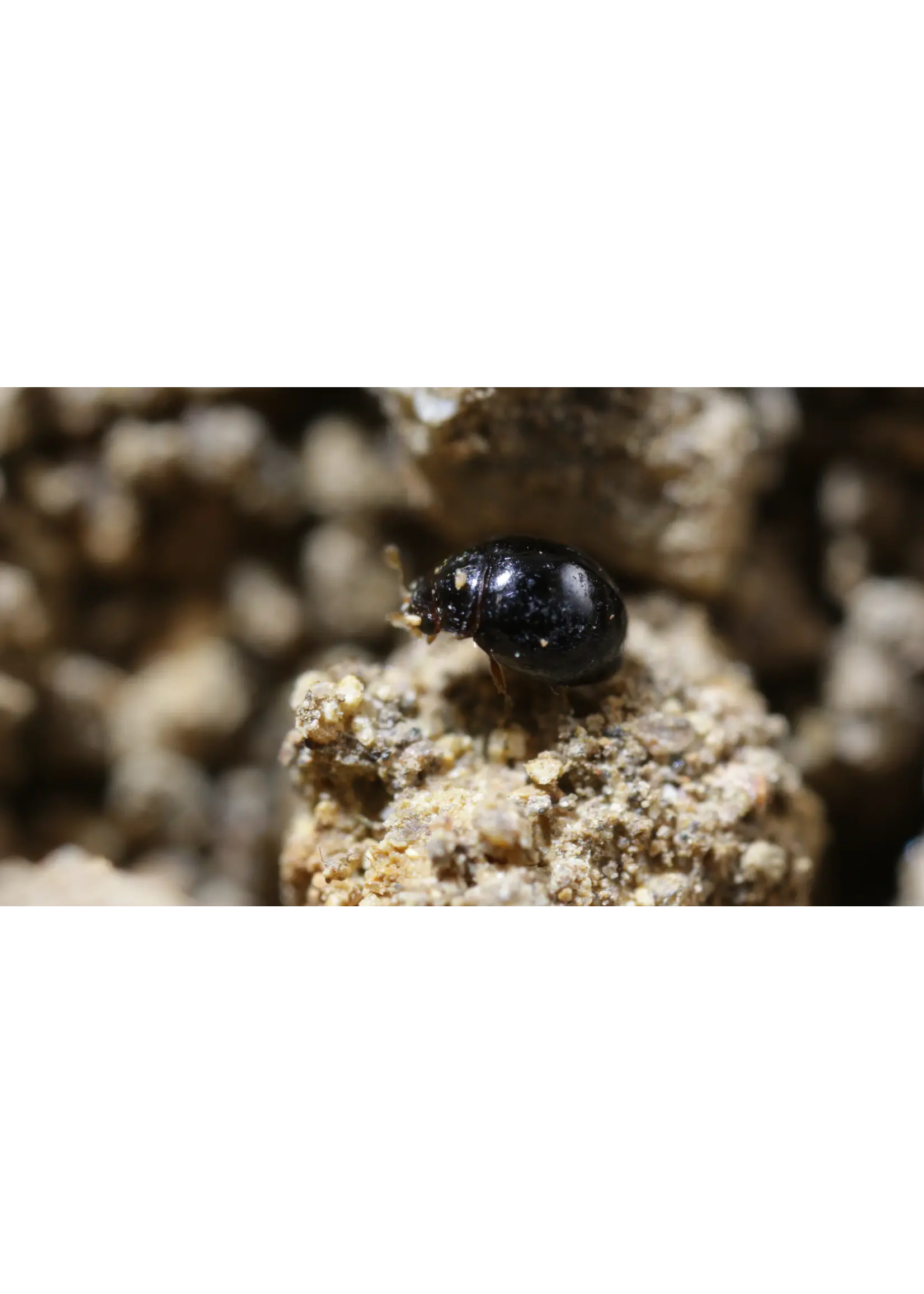 Tip Top Bio-Control Delphastus catalinae - Whitefly Control