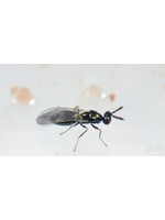 Tip Top Bio-Control Diglyphus isaea - Warm Weather Leafminer Control - 250 Insects