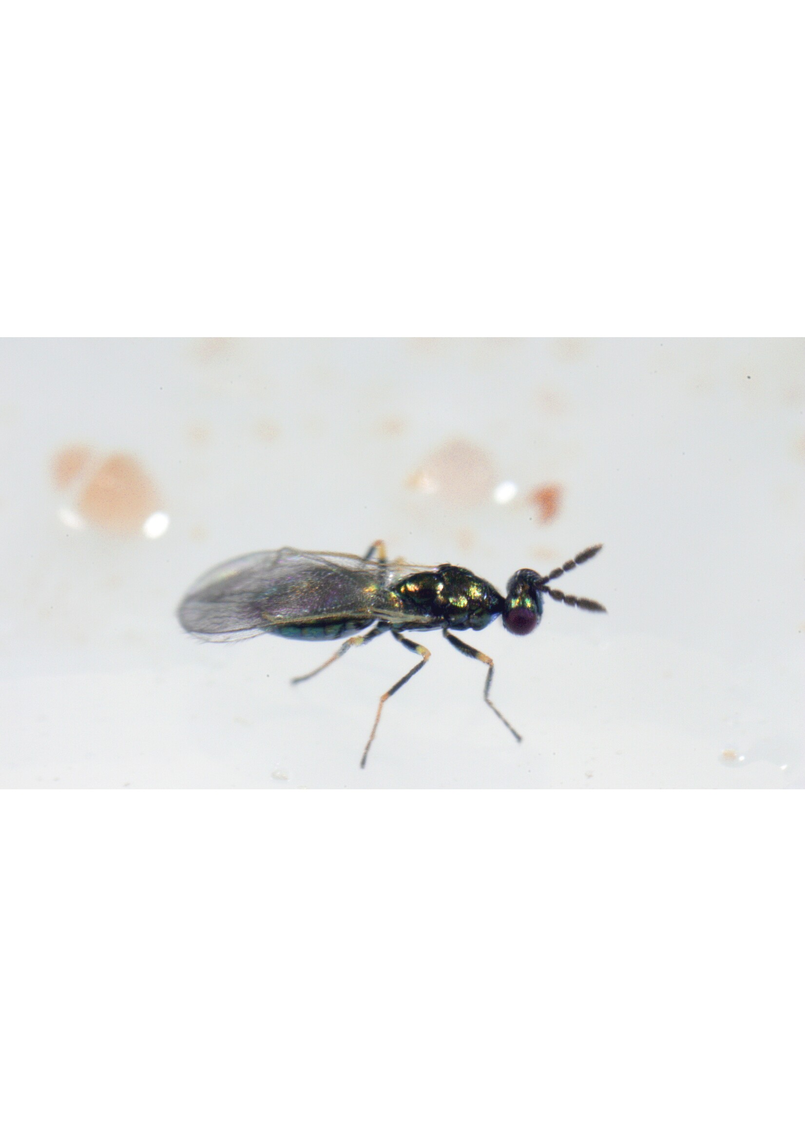 Tip Top Bio-Control Diglyphus isaea - Warm Weather Leafminer Control - 250 Insects