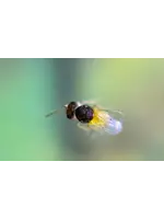 Tip Top Bio-Control Encarsia formosa - Whitefly Control