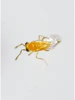 Tip Top Bio-Control Eretmocerus eremicus - Whitefly Control