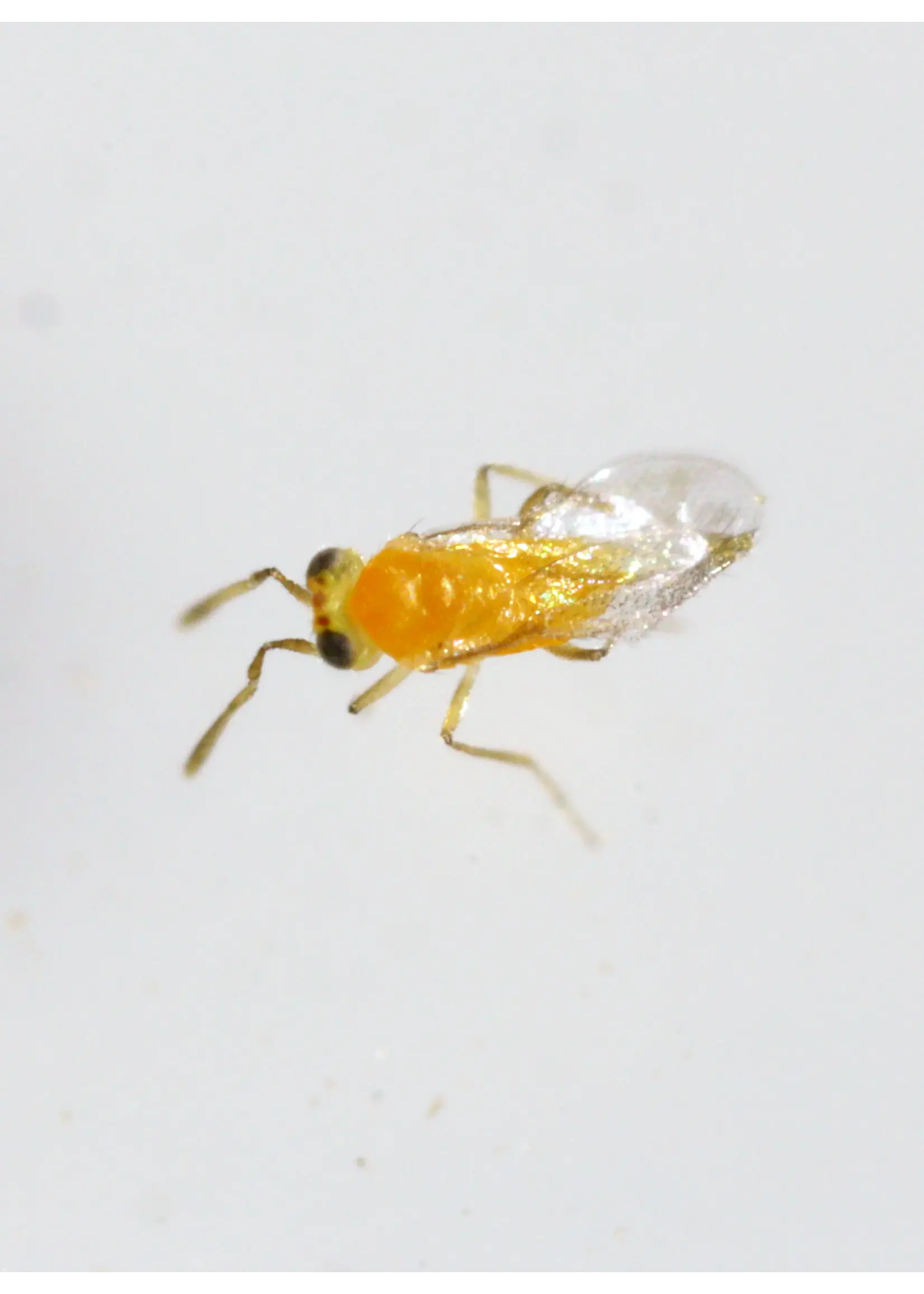 Tip Top Bio-Control Eretmocerus eremicus - Whitefly Control