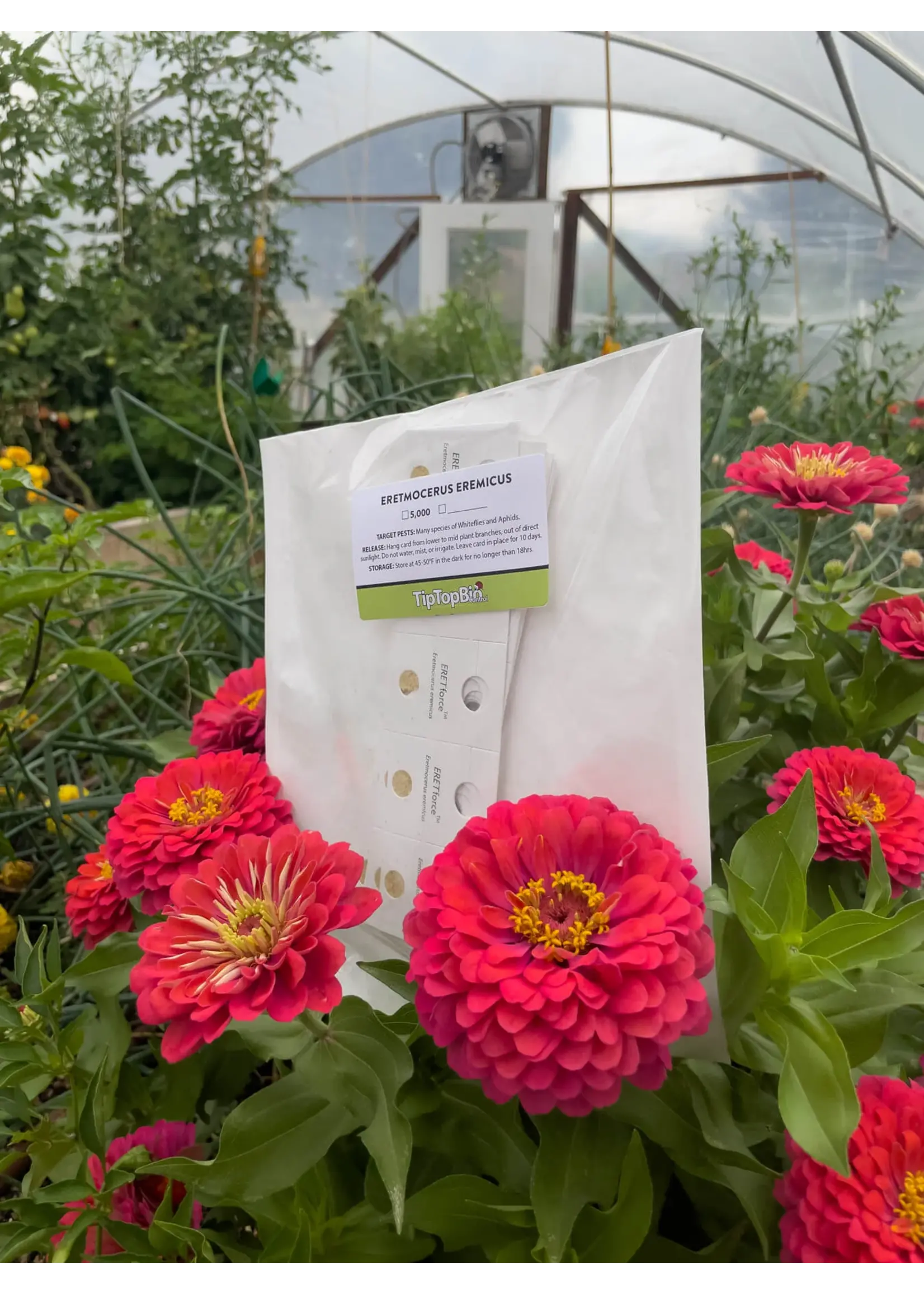 Tip Top Bio-Control Eretmocerus eremicus - Whitefly Control