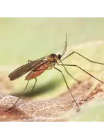 Tip Top Bio-Control Feltiella acarisuga - Spider Mite Control - 250 Pupae