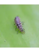 Tip Top Bio-Control Green Lacewing Larvae