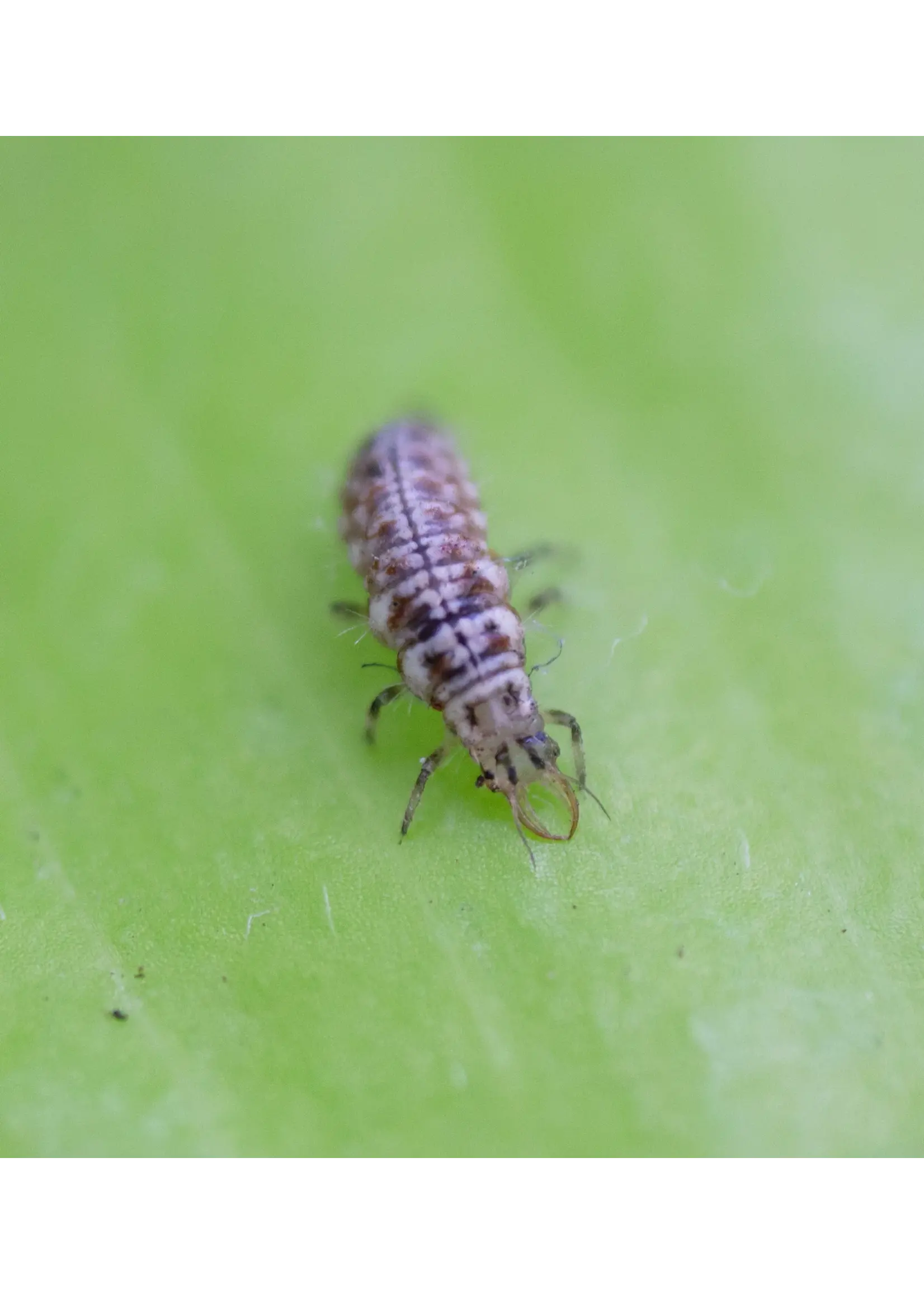 Tip Top Bio-Control Green Lacewing Larvae