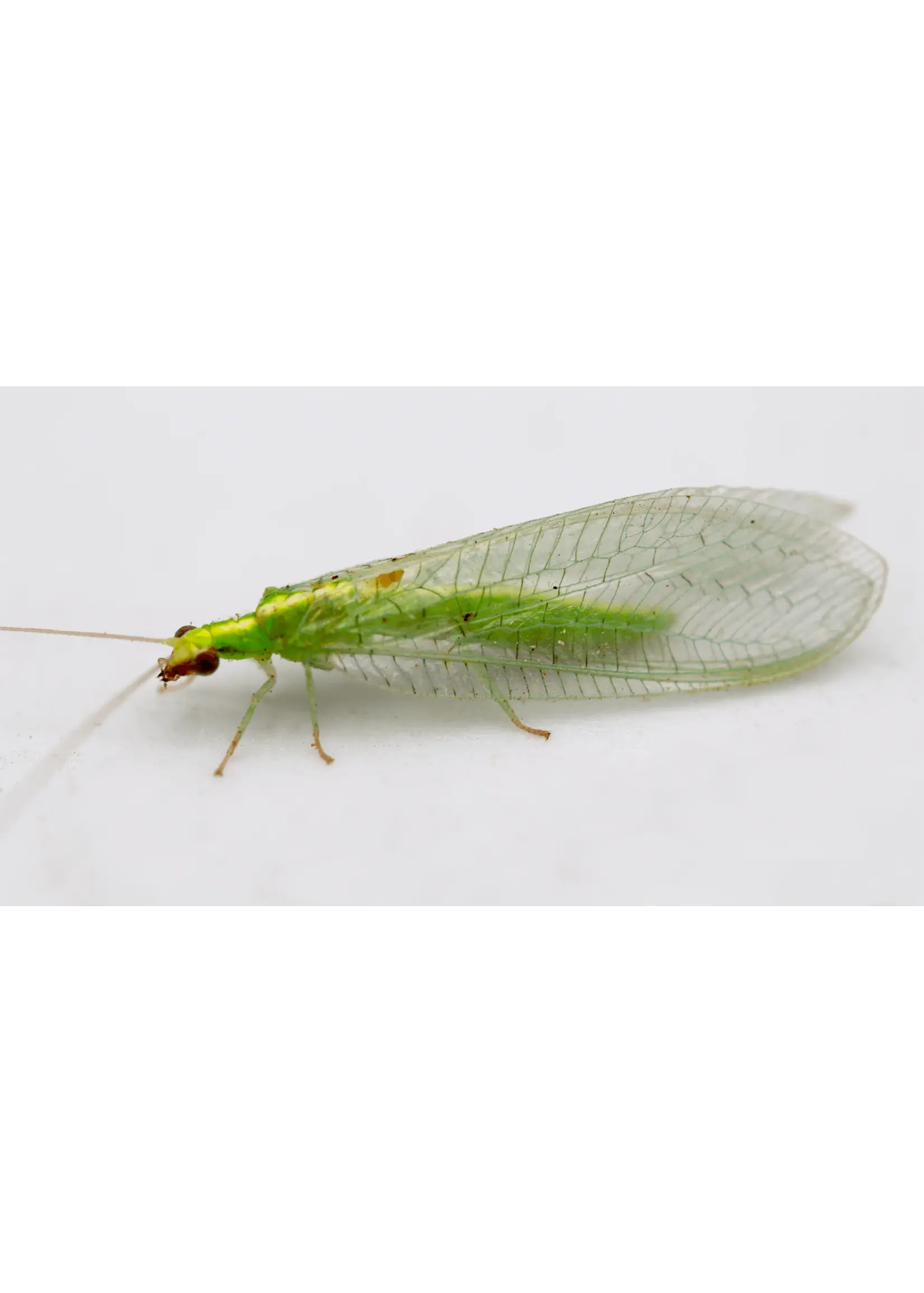 Tip Top Bio-Control Green Lacewing Adults