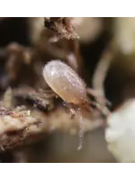 Tip Top Bio-Control Hypoaspis miles (Stratiolaelaps scimitus) - Soil-Dwelling Predatory Mite