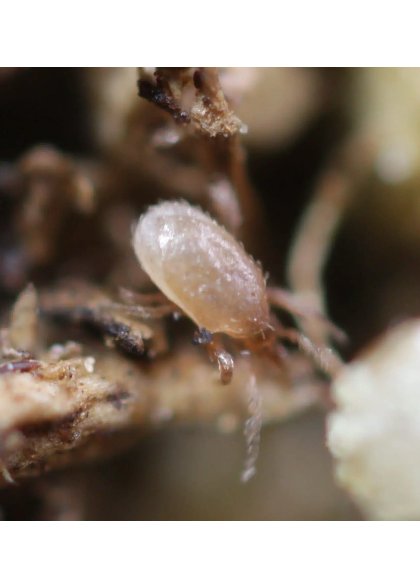 Tip Top Bio-Control Hypoaspis miles (Stratiolaelaps scimitus) - Soil-Dwelling Predatory Mite