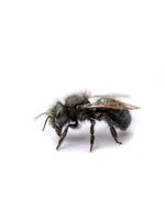 Tip Top Bio-Control Mason Bee Hut Kit