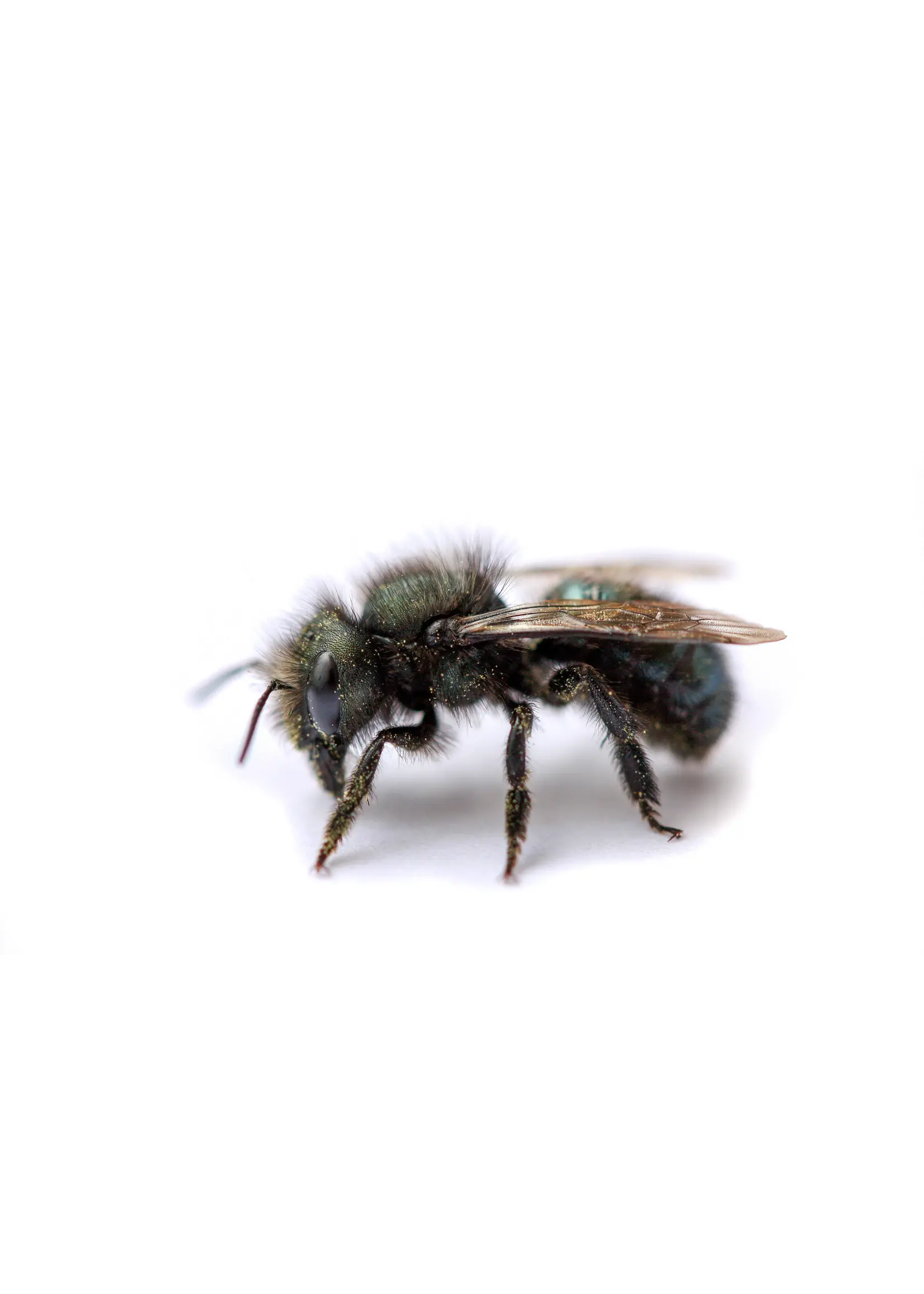 Tip Top Bio-Control Mason Bee Hut Kit