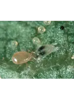 Tip Top Bio-Control Neoseiulus (Amblyseius) californicus - Generalist, Tolerates High Heats