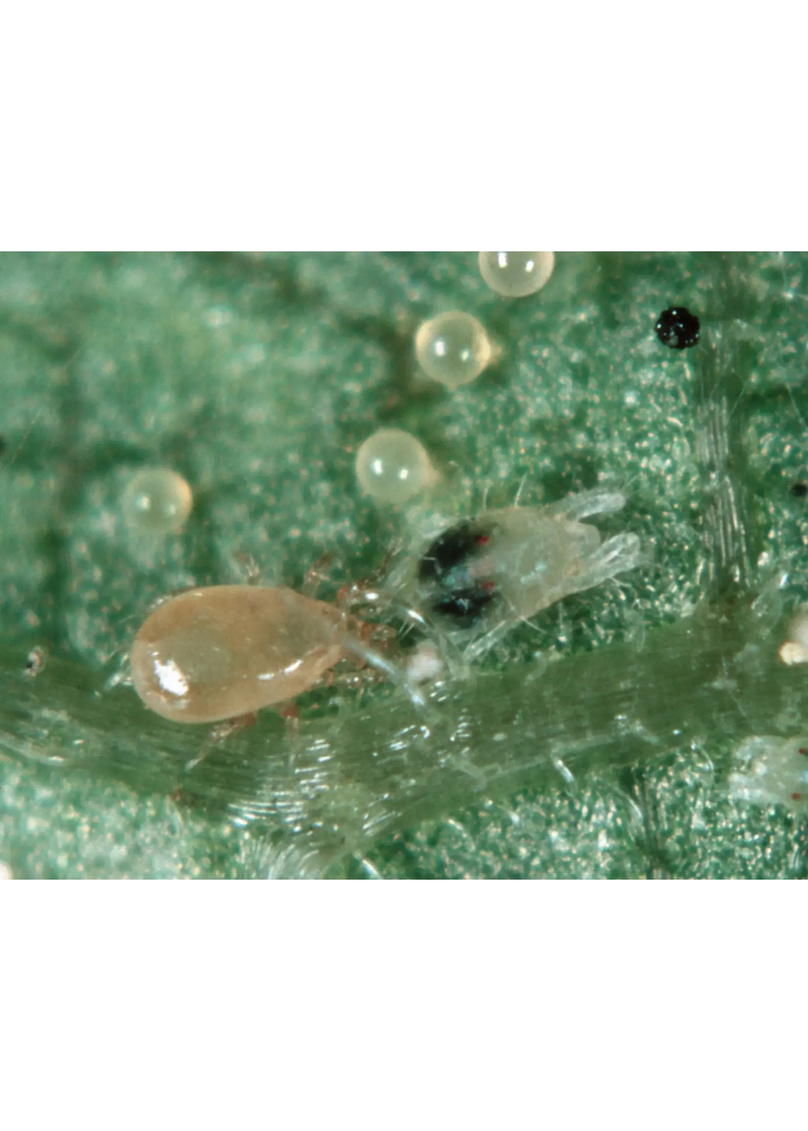 Tip Top Bio-Control Neoseiulus (Amblyseius) californicus - Generalist, Tolerates High Heats