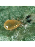 Tip Top Bio-Control Neoseiulus fallacis - Spider Mite Control in Cooler Climates