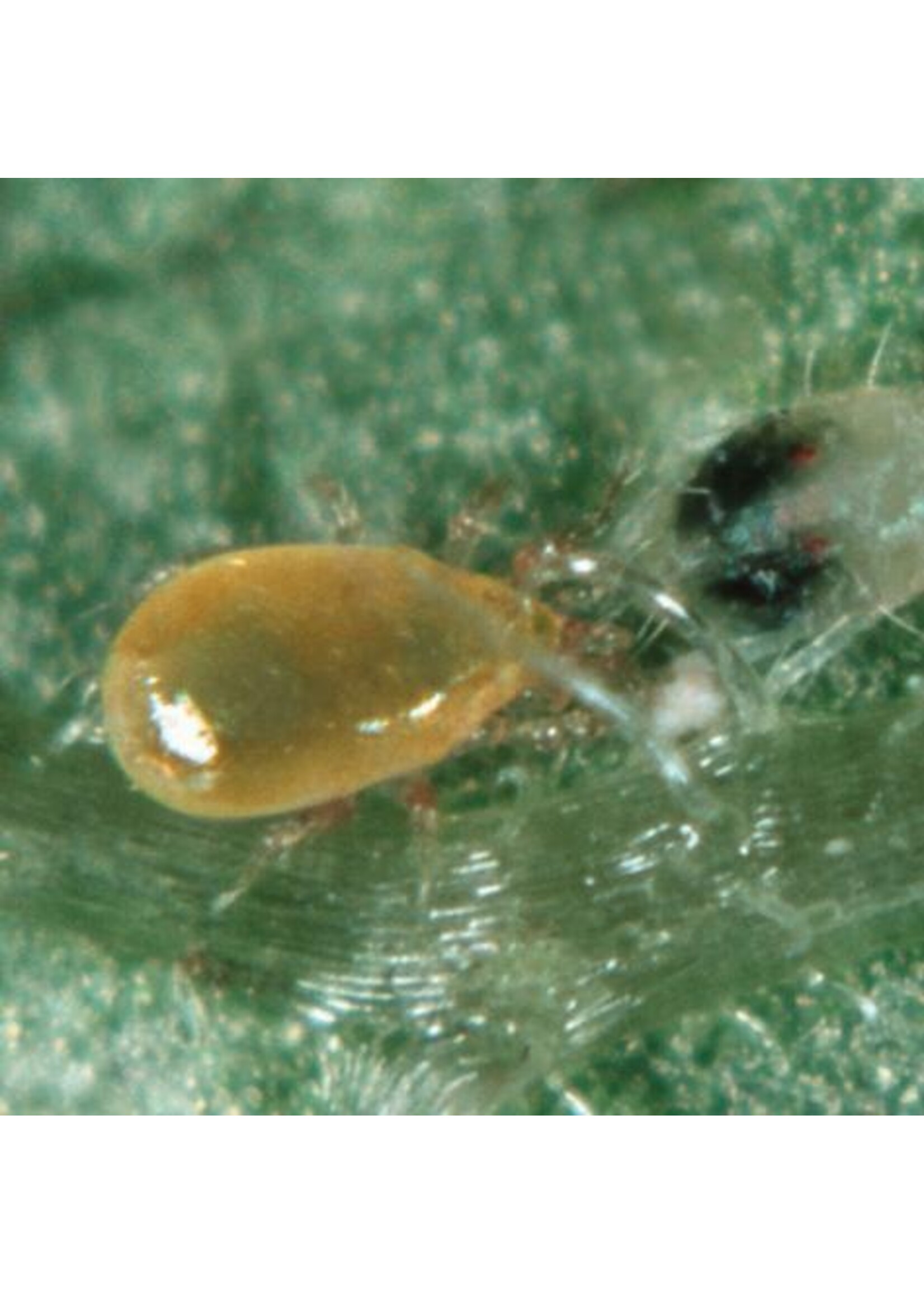 Tip Top Bio-Control Neoseiulus fallacis - Spider Mite Control in Cooler Climates