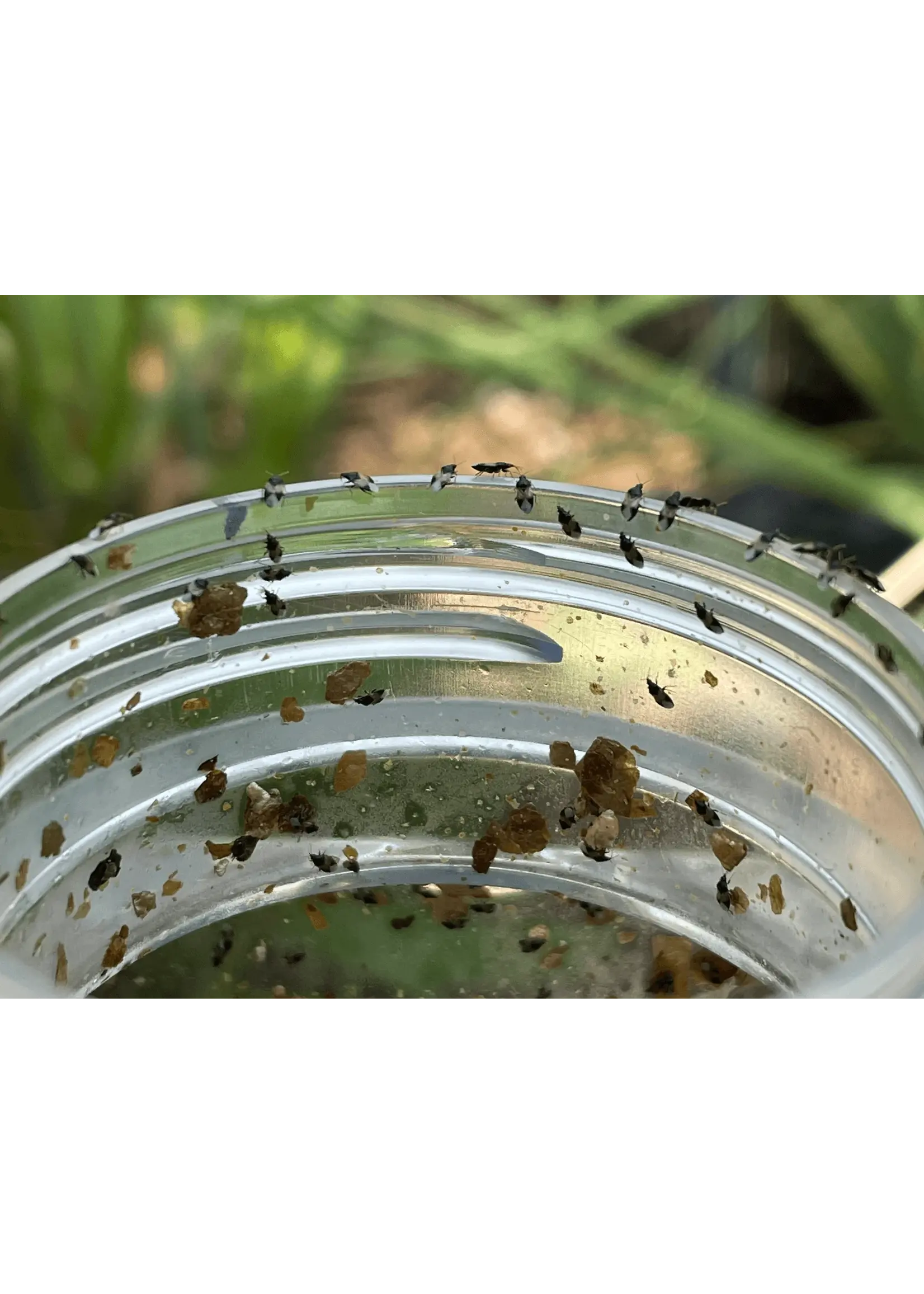 Tip Top Bio-Control Orius insidiosus - Minute Pirate Bug - Controls All Life Stages of Thrips