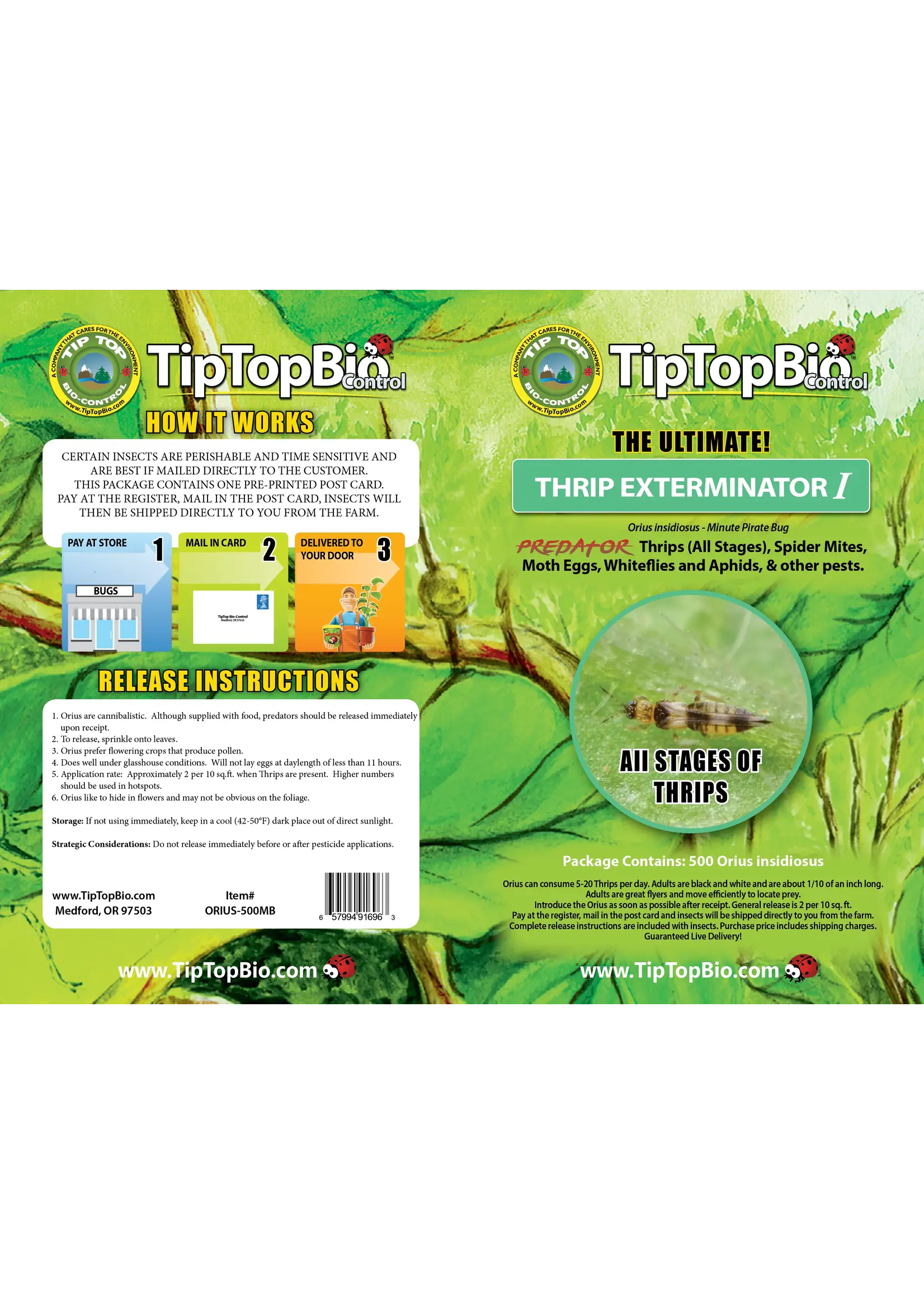 Tip Top Bio-Control Orius insidiosus - Minute Pirate Bug - Controls All Life Stages of Thrips