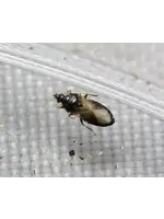 Tip Top Bio-Control Orius insidiosus - Minute Pirate Bug - Controls All Life Stages of Thrips