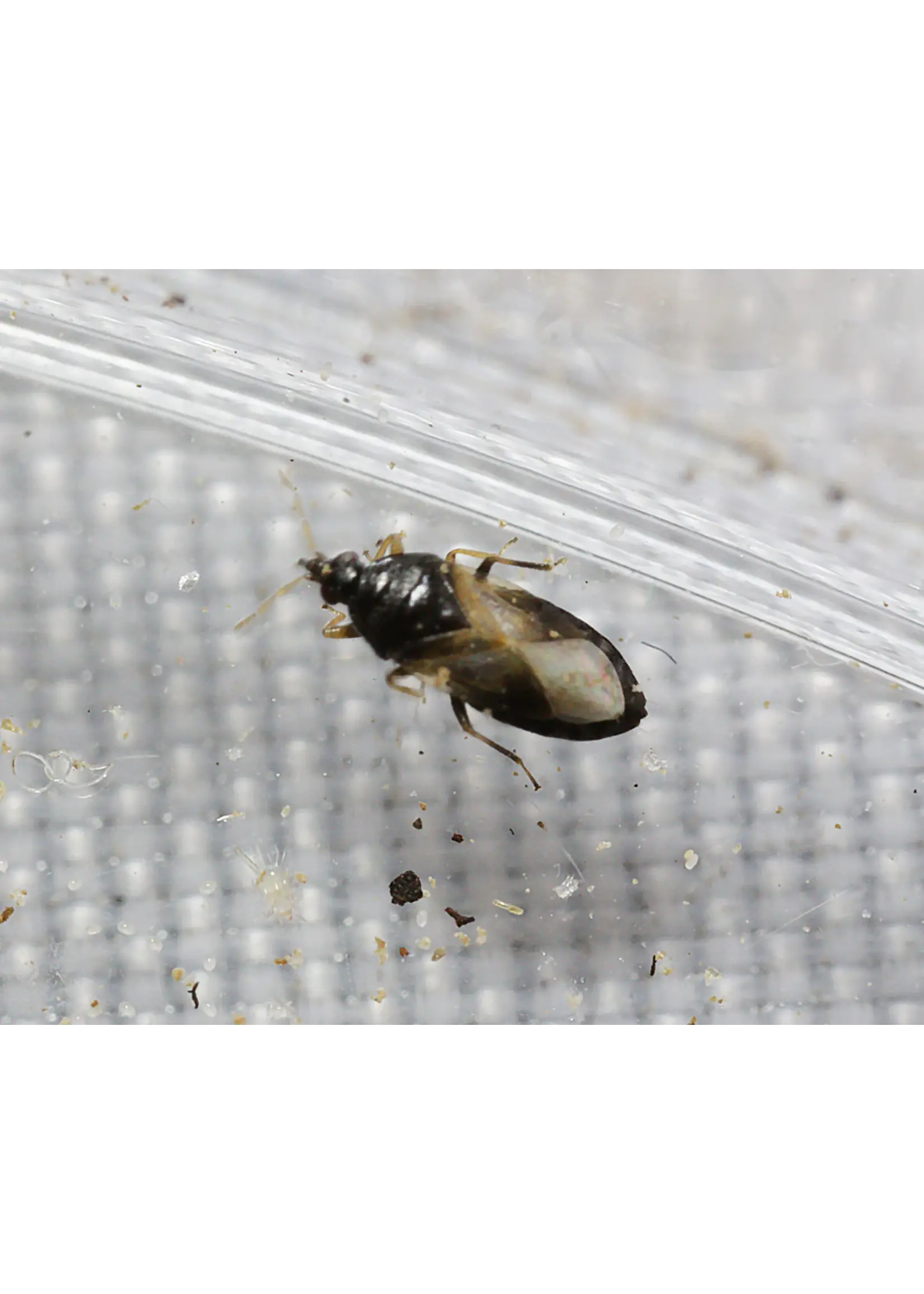 Tip Top Bio-Control Orius insidiosus - Minute Pirate Bug - Controls All Life Stages of Thrips
