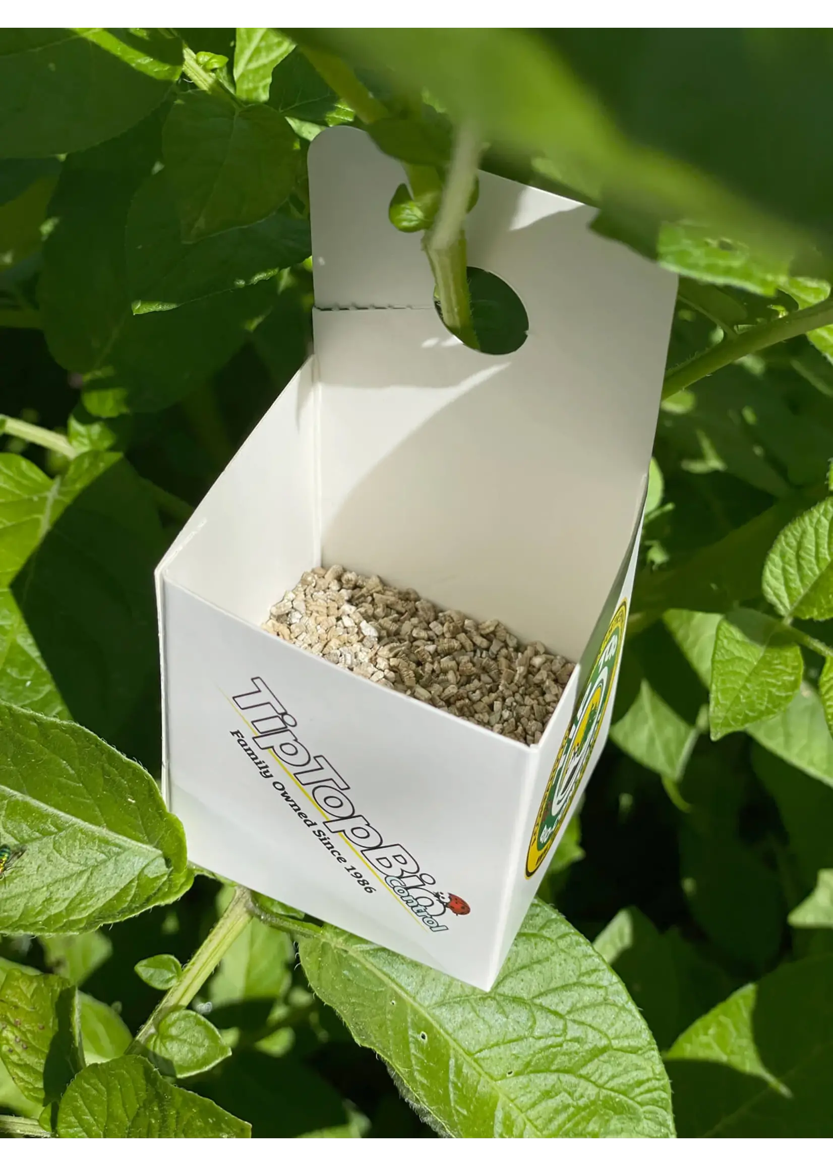 Tip Top Bio-Control Phytoseiulus persimilis - Two Spotted Spider Mite Specialist!