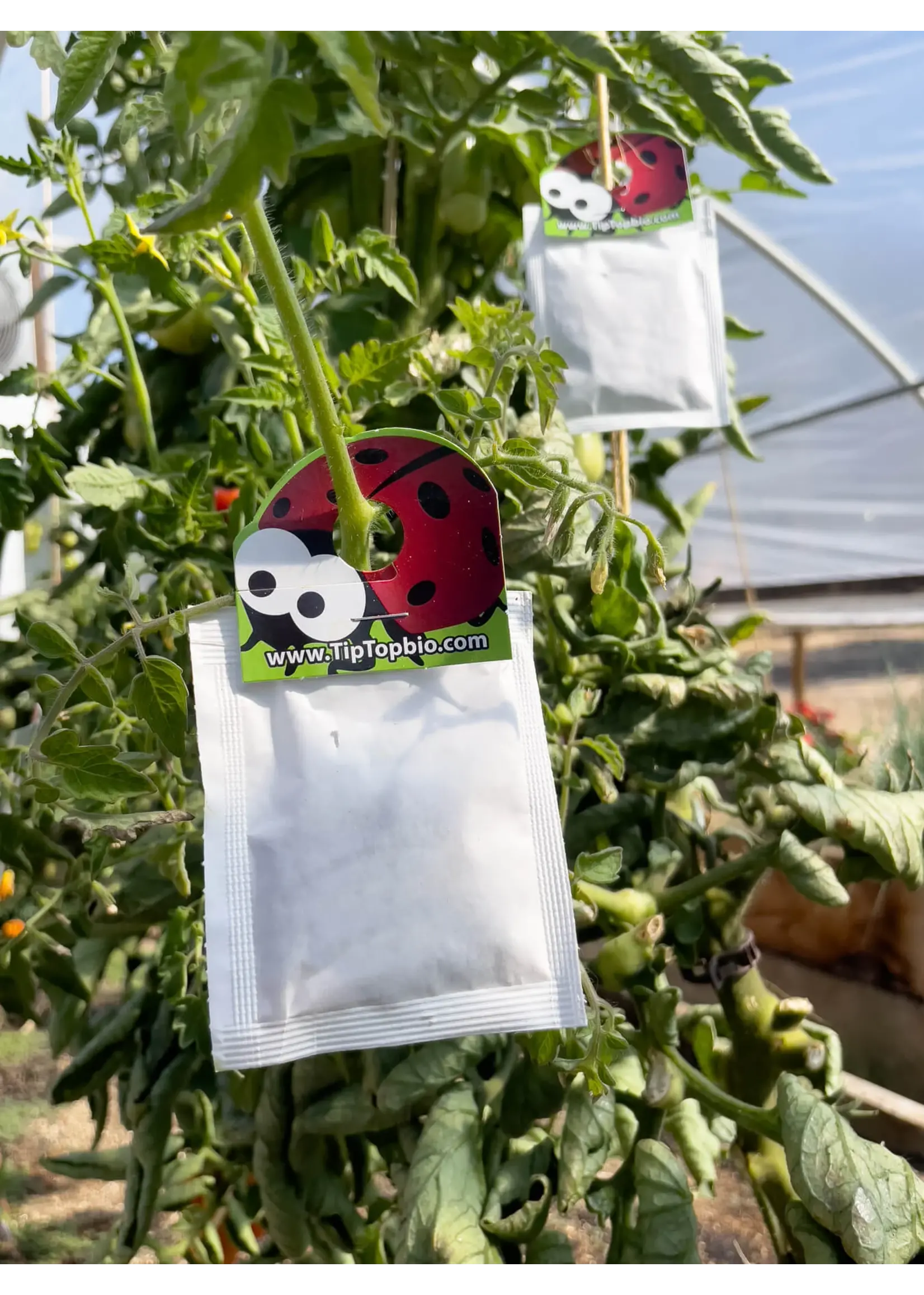 Tip Top Bio-Control Phytoseiulus persimilis - Two Spotted Spider Mite Specialist!