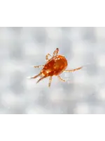 Tip Top Bio-Control Phytoseiulus persimilis - Two Spotted Spider Mite Specialist!