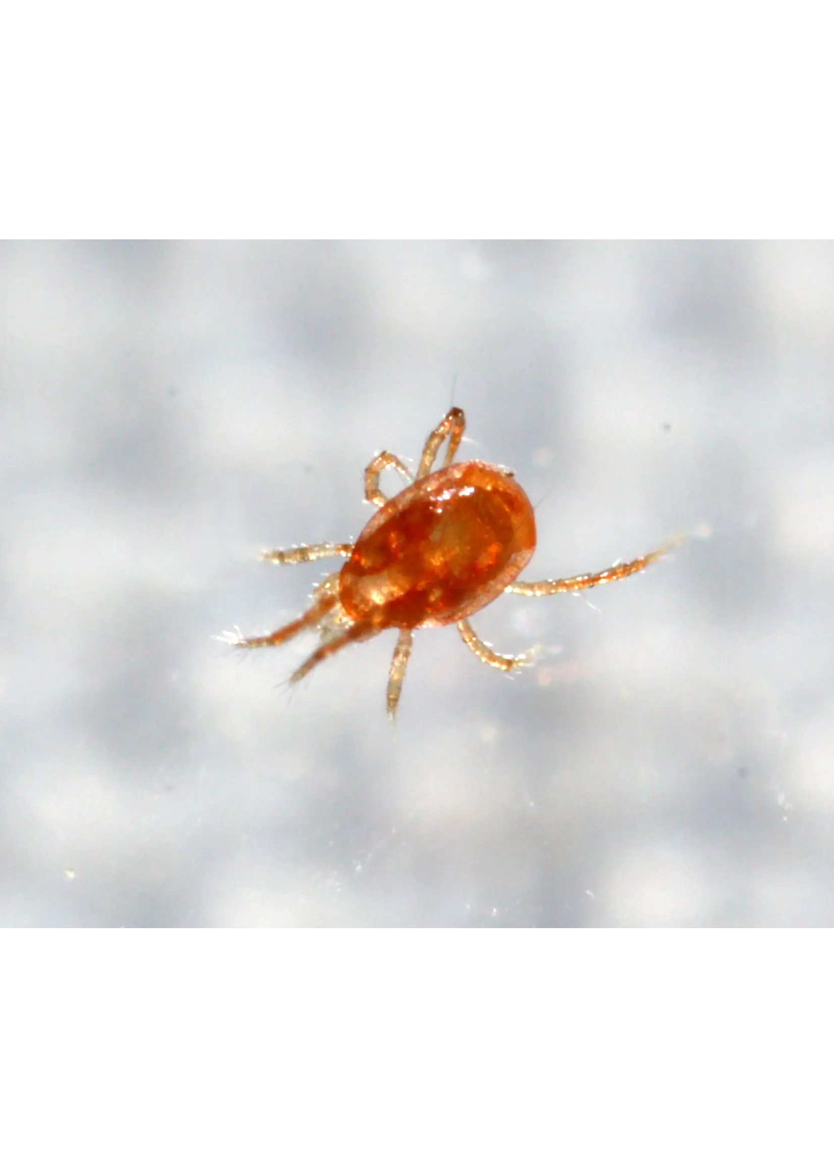 Tip Top Bio-Control Phytoseiulus persimilis - Two Spotted Spider Mite Specialist!