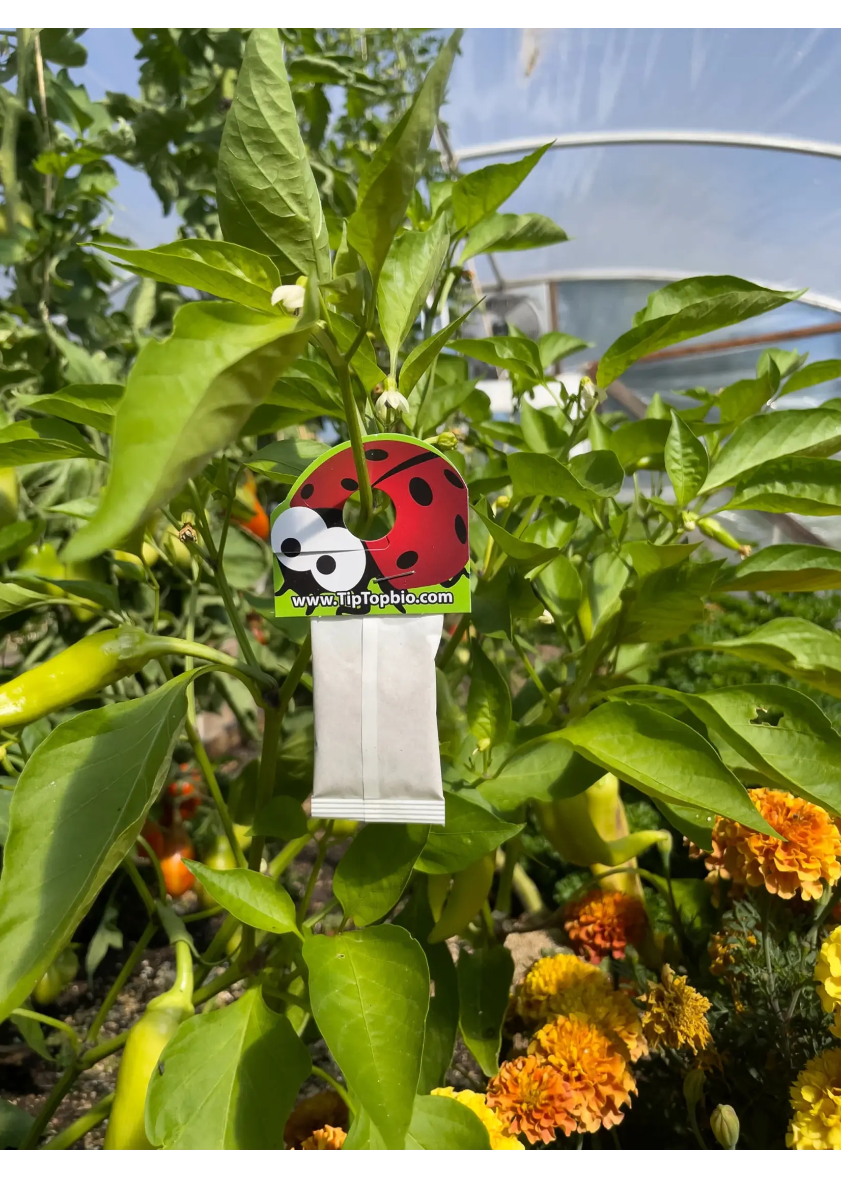 Tip Top Bio-Control Special Blend Predatory Mite Mix - Spider Mite Control