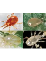 Tip Top Bio-Control Special Blend Predatory Mite Mix - Spider Mite Control