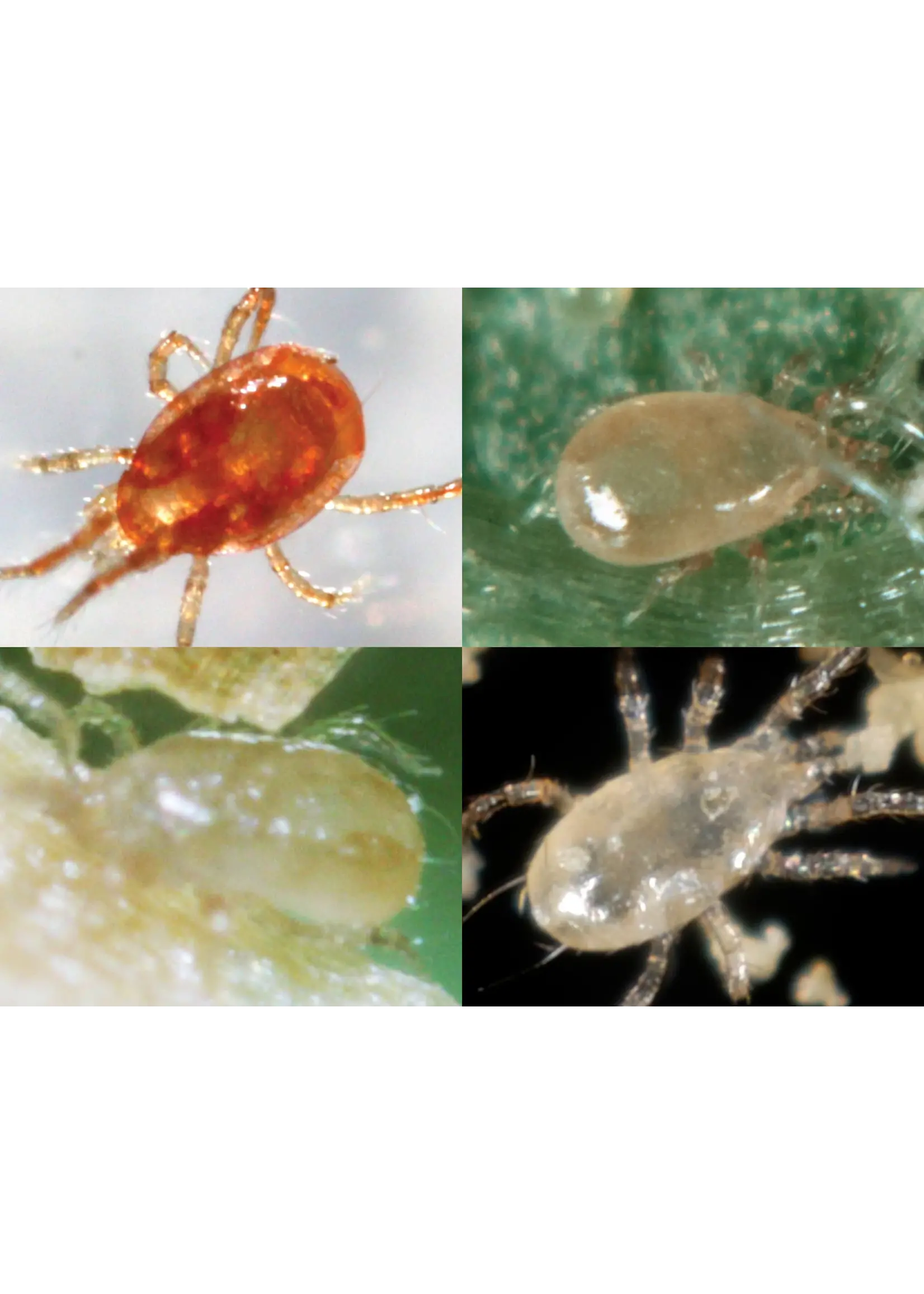 Tip Top Bio-Control Special Blend Predatory Mite Mix - Spider Mite Control