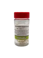 Tip Top Bio-Control Stethorus punctillum - Spider Mite Control