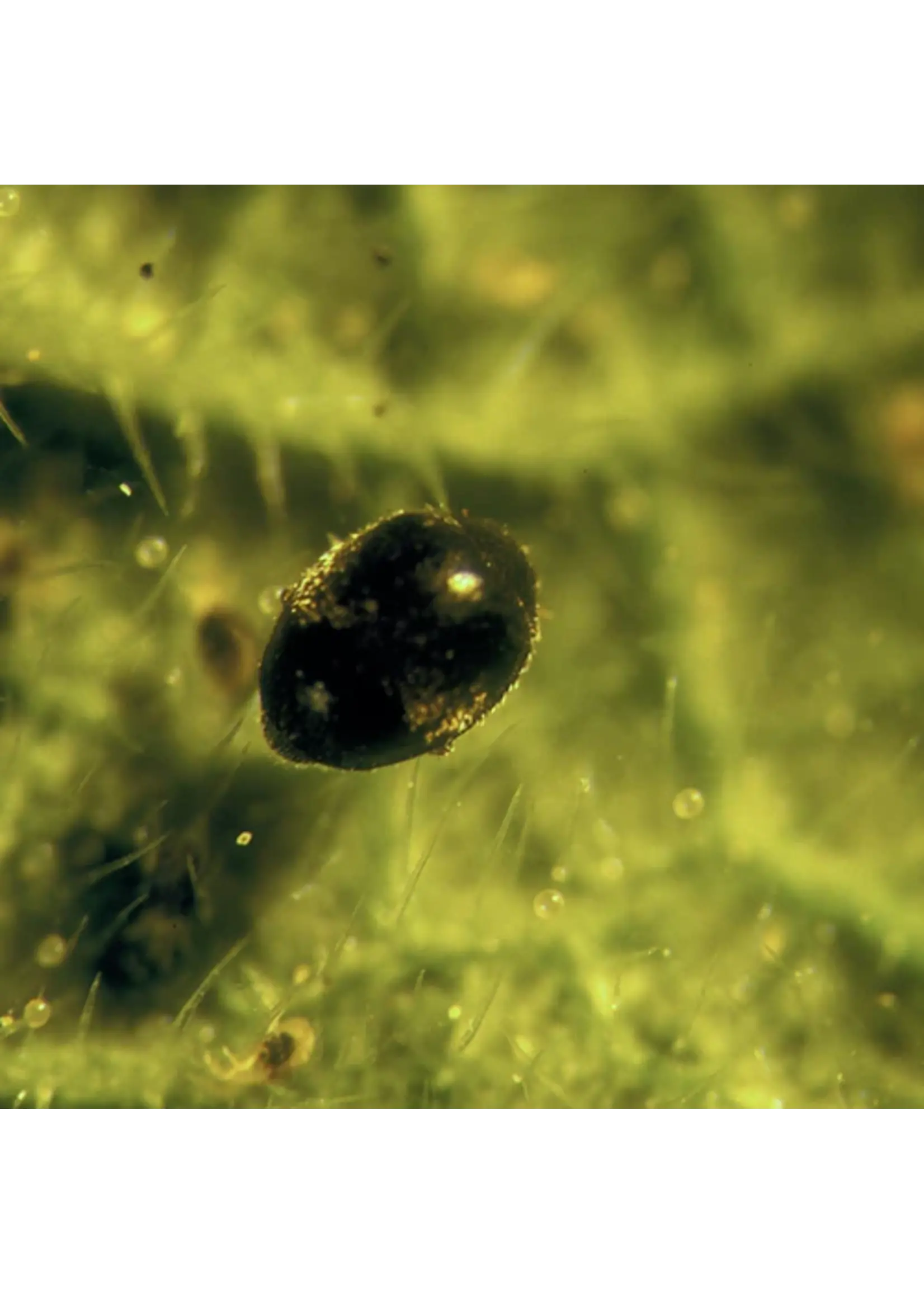 Tip Top Bio-Control Stethorus punctillum - Spider Mite Control