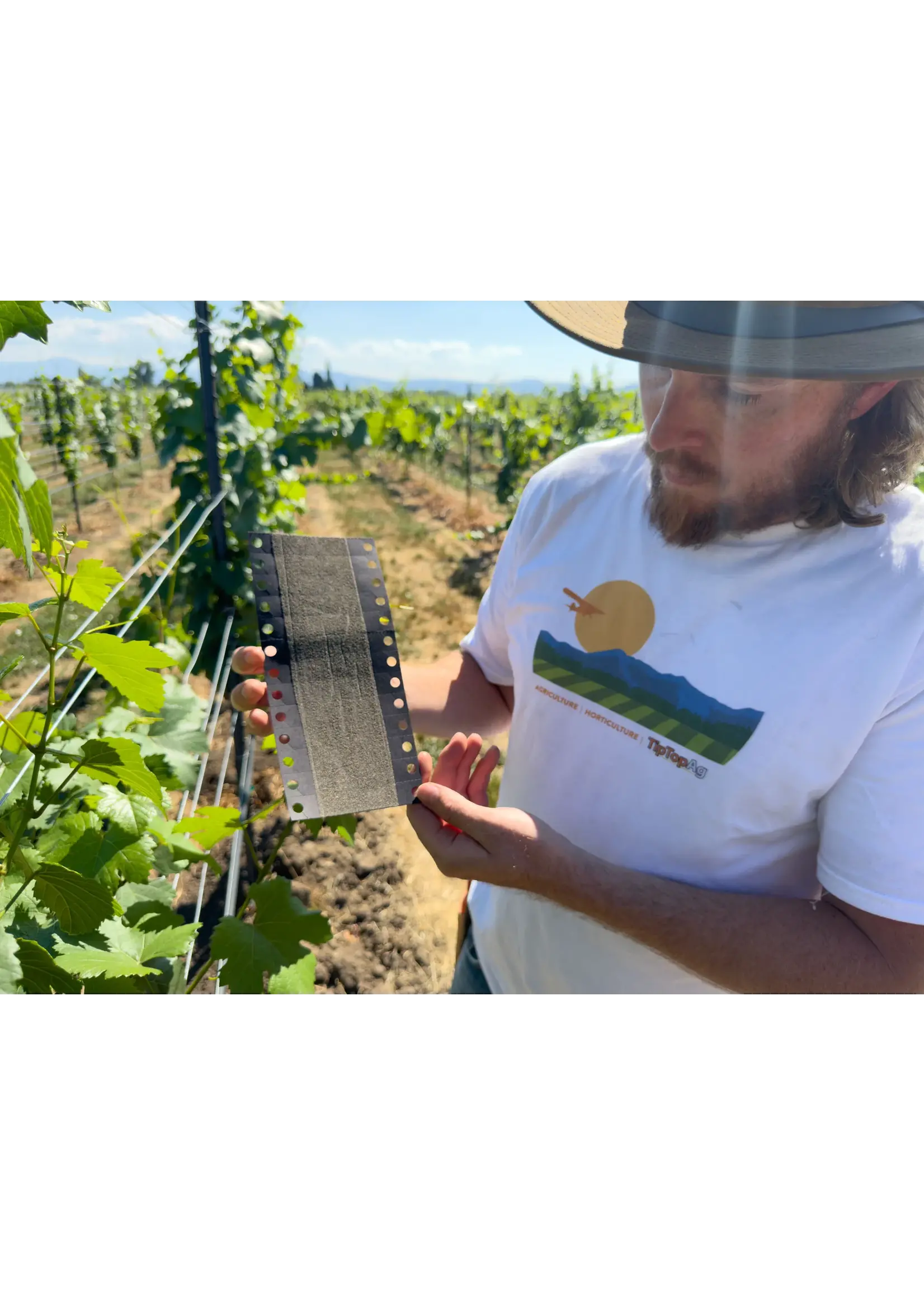 Tip Top Bio-Control Trichogramma brassicae - Caterpillar & Moth Control - Cole/Cold Crops & Ornamentals -100K Eggs