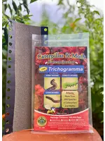 Tip Top Bio-Control Trichogramma brassicae - Caterpillar & Moth Control - Cole/Cold Crops & Ornamentals -100K Eggs