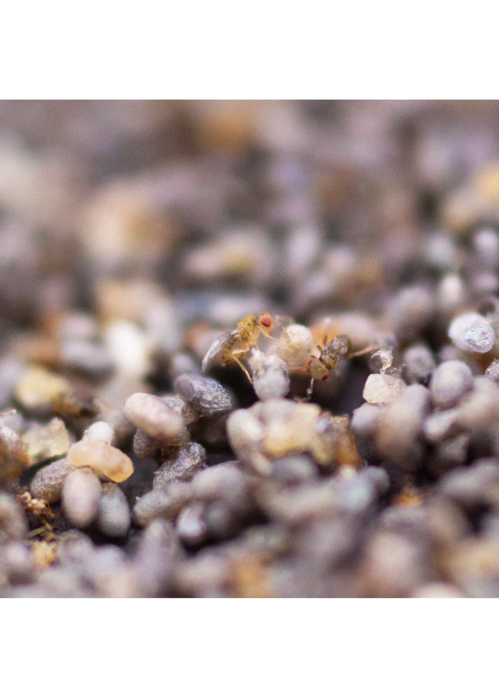 Tip Top Bio-Control Trichogramma platneri/minutem - 100k Eggs -Caterpillar & Moth Control - Tall Crops