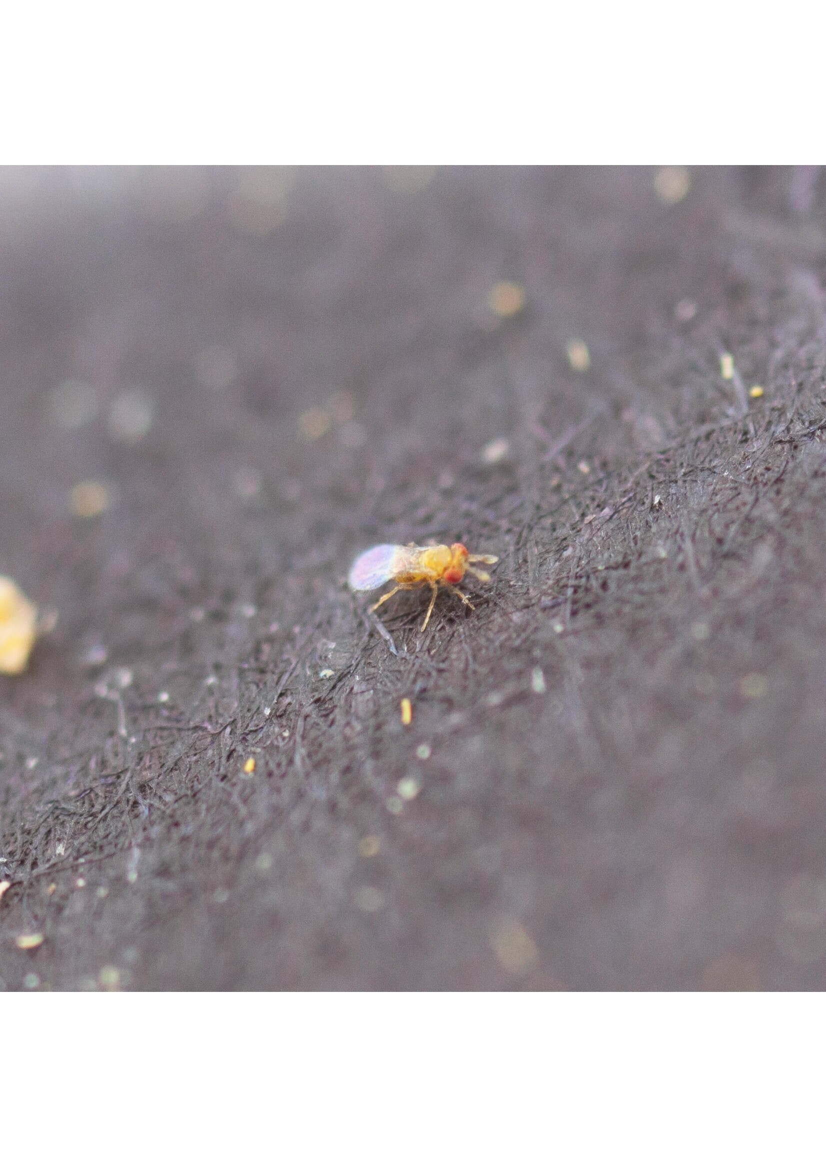 Tip Top Bio-Control Trichogramma platneri/minutem - 100k Eggs -Caterpillar & Moth Control - Tall Crops