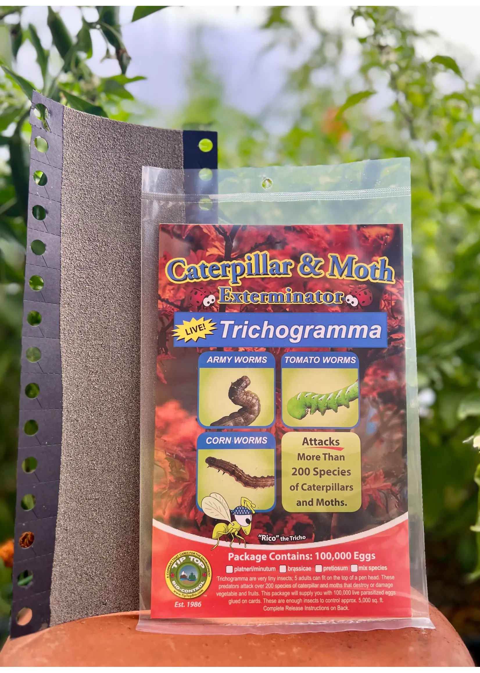 Tip Top Bio-Control Trichogramma platneri/minutem - 100k Eggs -Caterpillar & Moth Control - Tall Crops