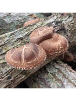 North Spore North Spore Organic Shiitake Mushroom Outdoor Log Kit