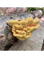 North Spore North Spore Organic Chicken of the Woods Mushroom Outdoor Log Kit
