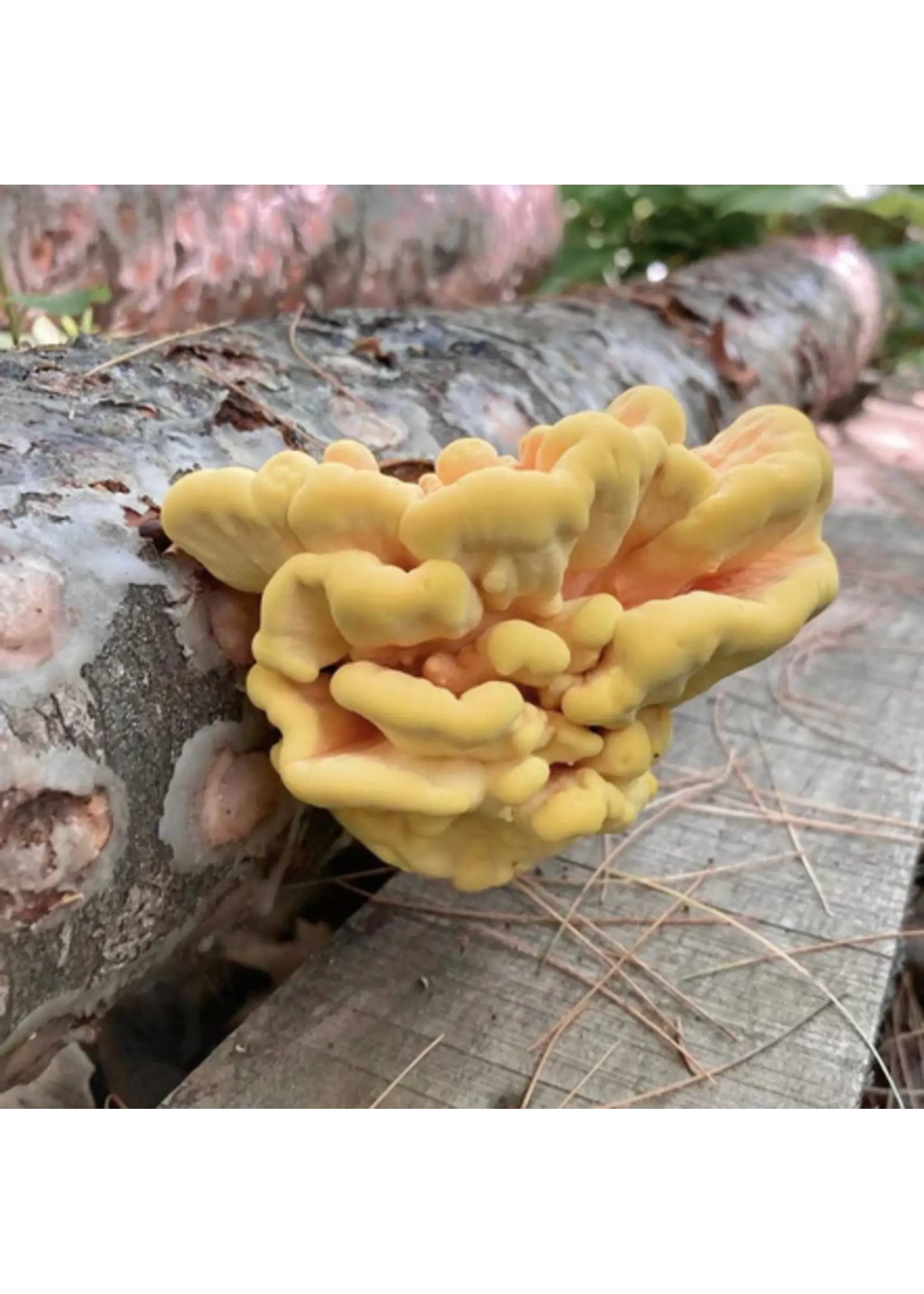 North Spore North Spore Organic Chicken of the Woods Mushroom Outdoor Log Kit