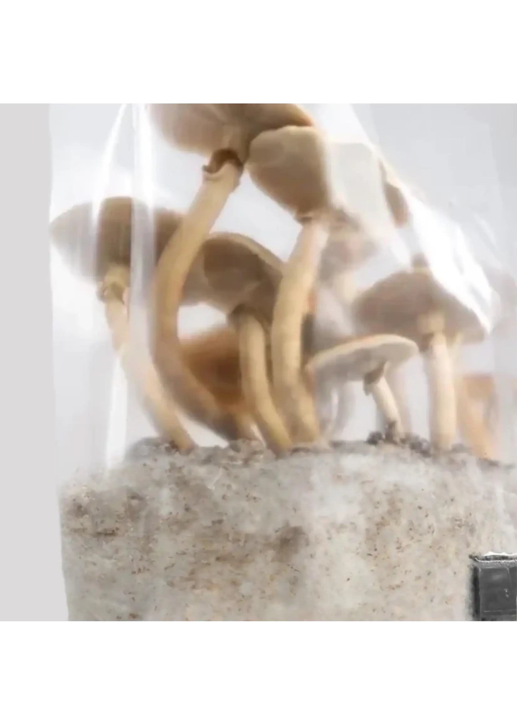 North Spore North Spore 'ShroomTek' + Spore Boostr All-In-One Mushroom Grow Bag