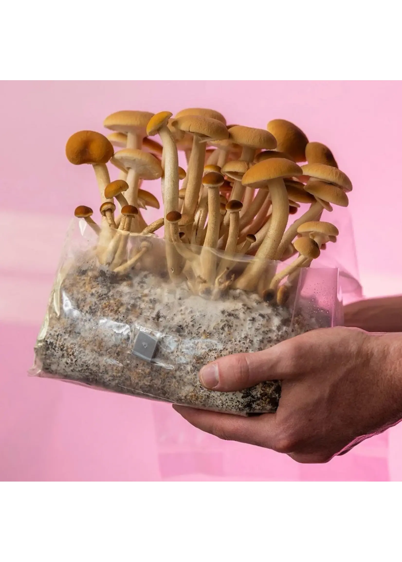 North Spore 'ShroomTek' + Spore Boostr All-In-One Mushroom