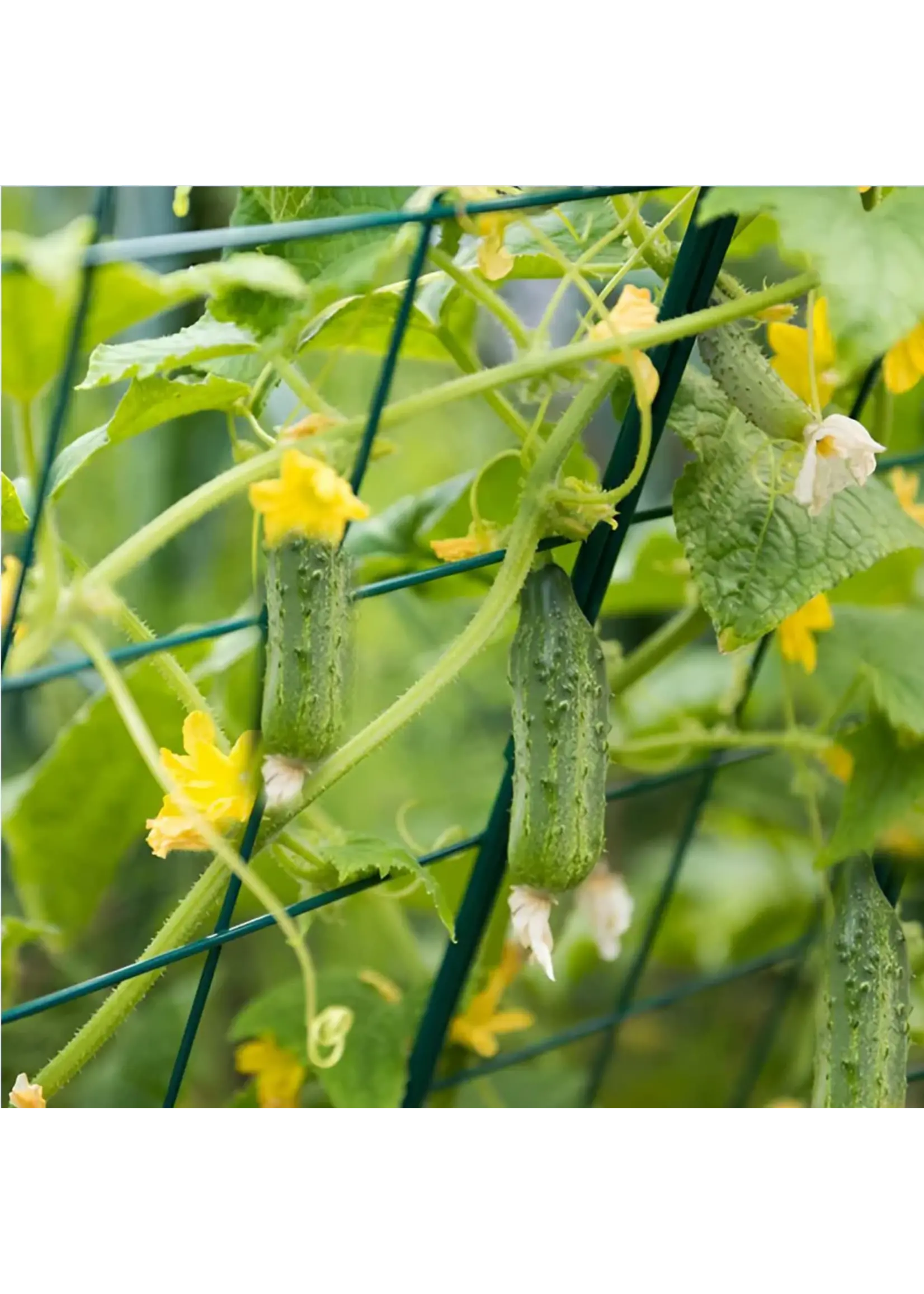 Gardener Select Gardeners Select Folding A-Frame Vegetable Trellis Panel 34in x 48in
