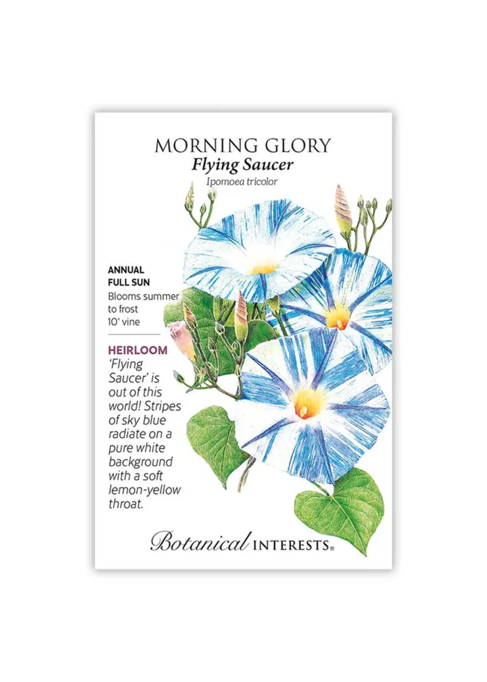Botanical Interests Morning Glory Flying Saucer