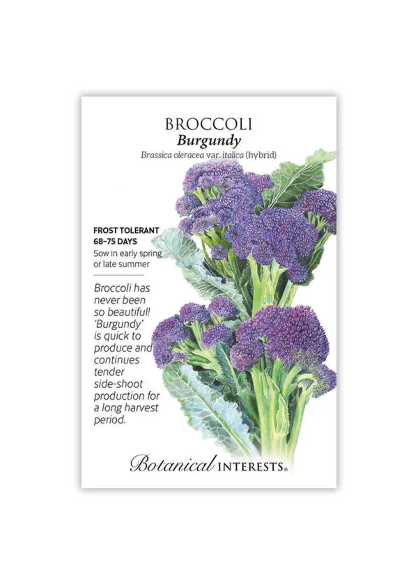 Botanical Interests Broccoli Burgundy