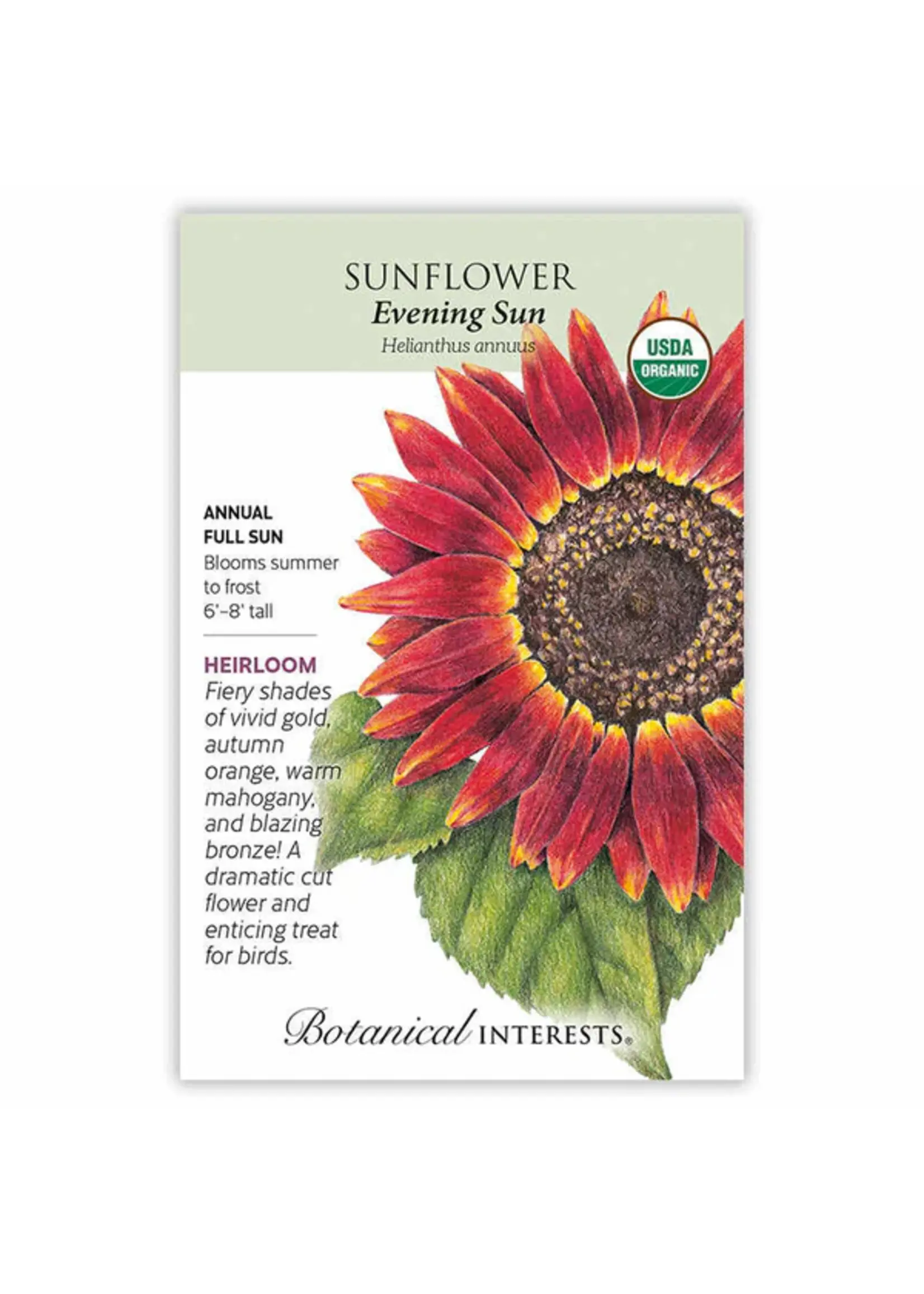 Botanical Interests Sunflower Evening Sun Organic