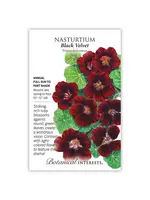Botanical Interests Nasturtium Black Velvet