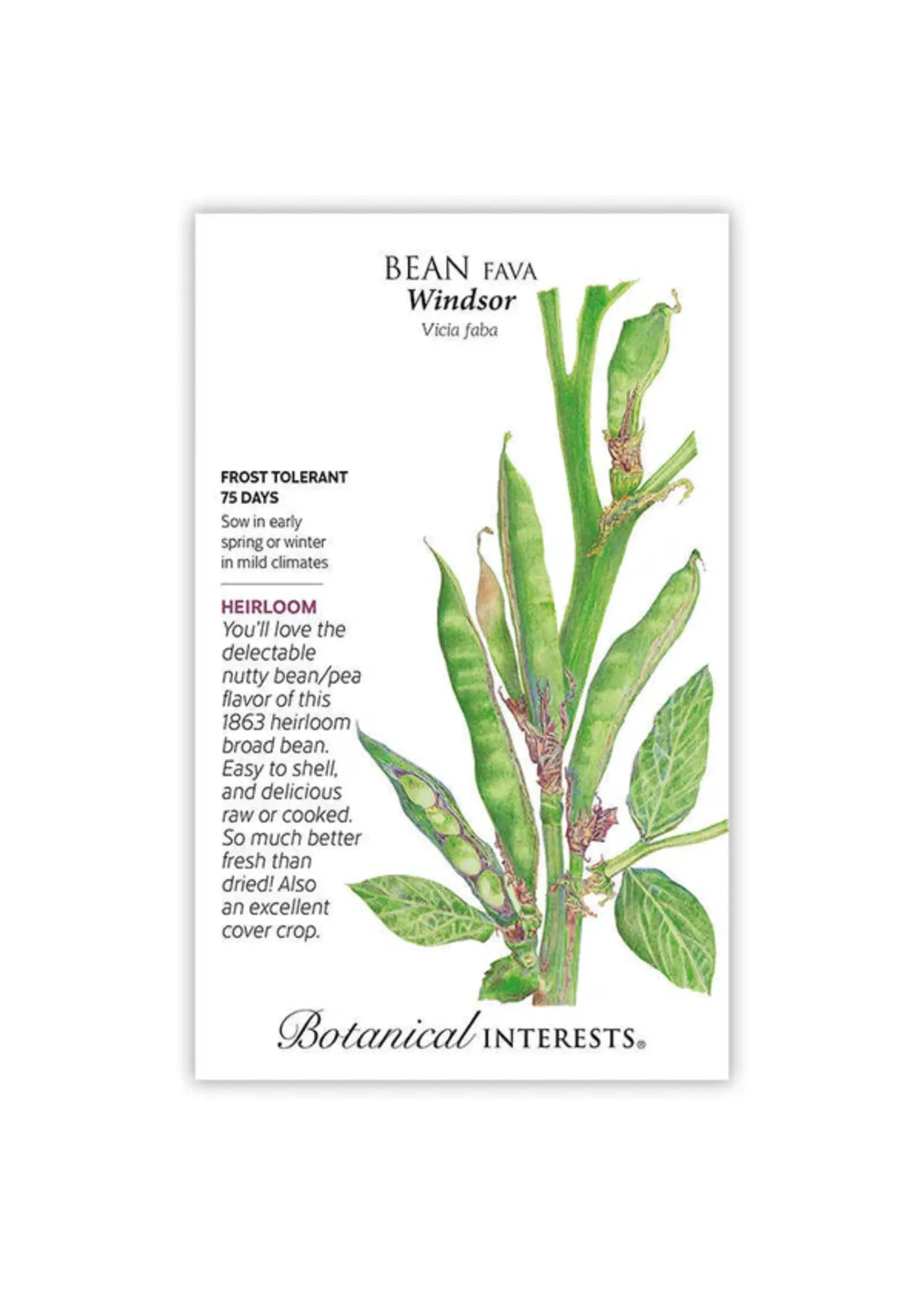 Botanical Interests Bean Fava Windsor