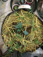 Build-A-Soil Build-A-Soil Organic Straw Mulch